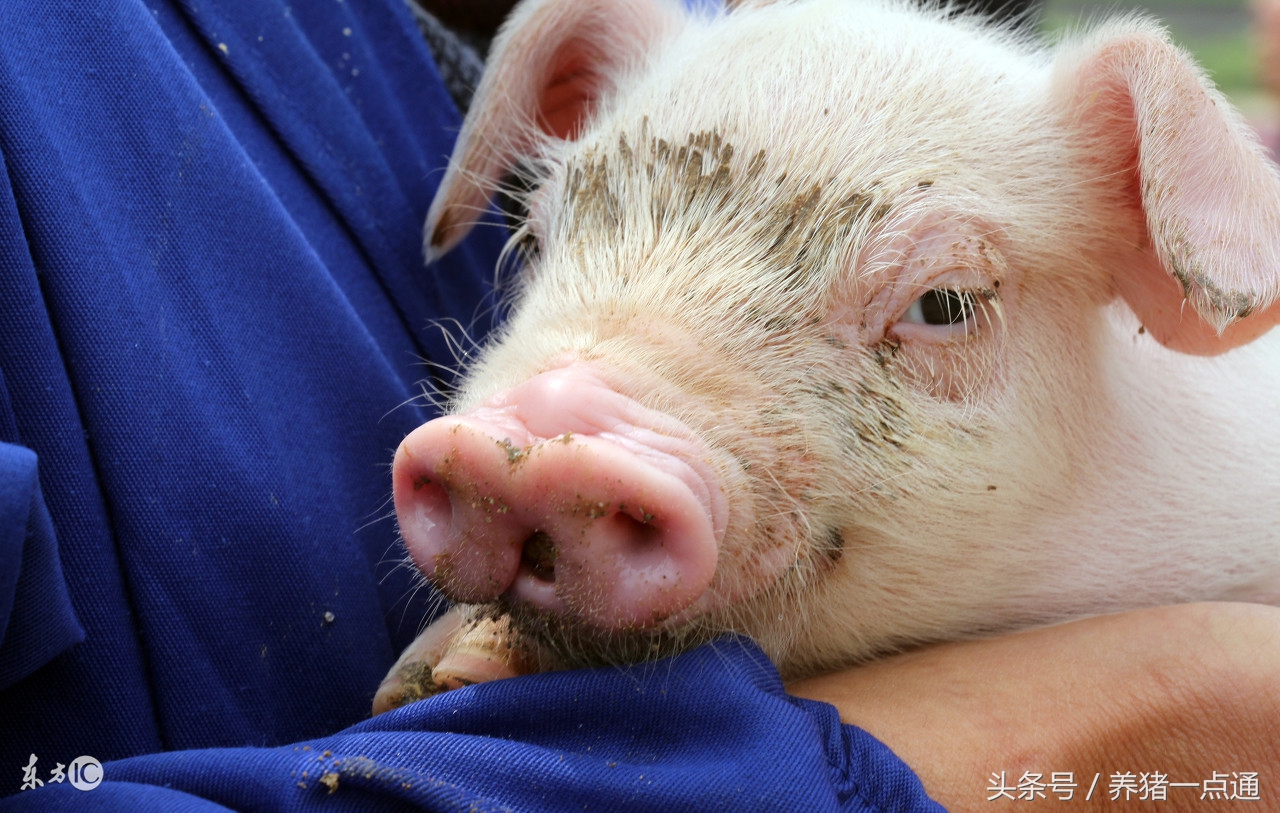 猪得流行性腹泻时猪场如何管理,仔猪腹泻原因及防控措施有哪些