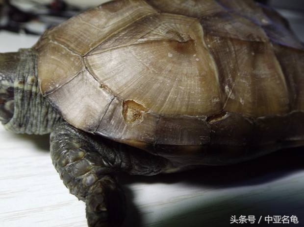 龟严重腐皮烂肉怎么治,龟腐皮对龟会致命吗
