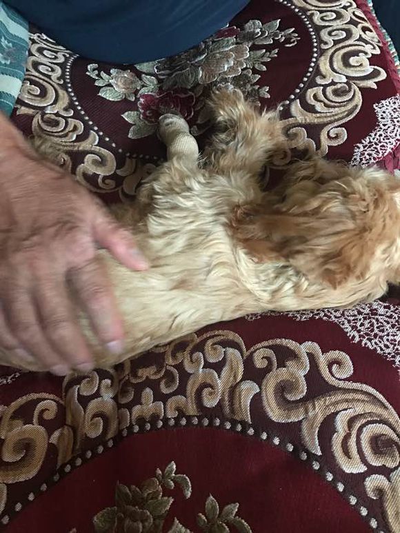 遛狗突然松开狗绳边牧把狗牵回来,遛狗遇到不牵绳的泰迪