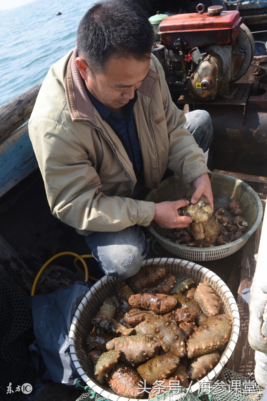 鲜活海参买回来怎么就可以吃,海参是一年四季都吃吗为什么