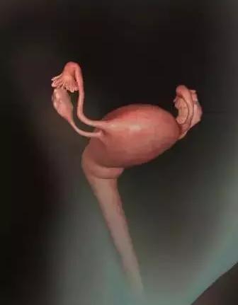 生命的由来胚胎发育全过程动画,生命发育的过程