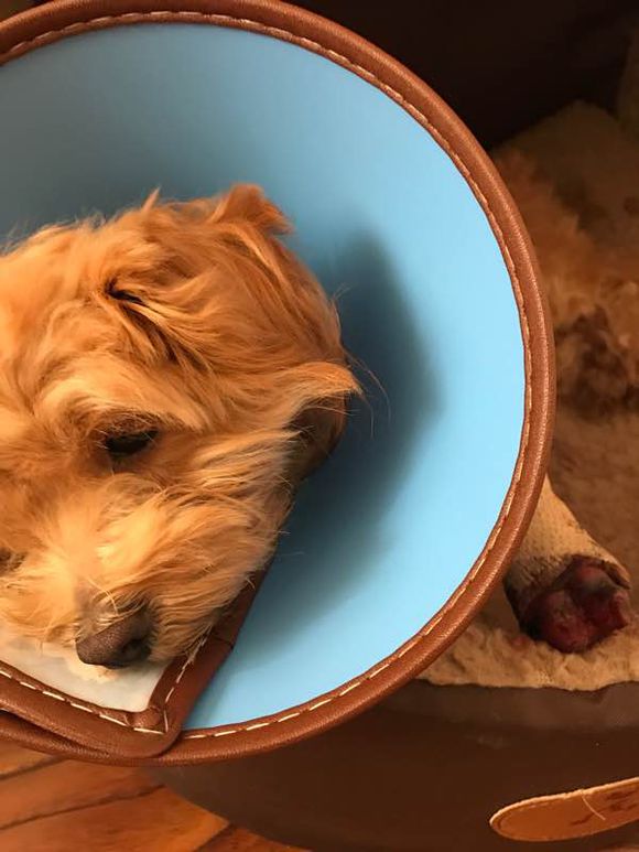 遛狗突然松开狗绳边牧把狗牵回来,遛狗遇到不牵绳的泰迪