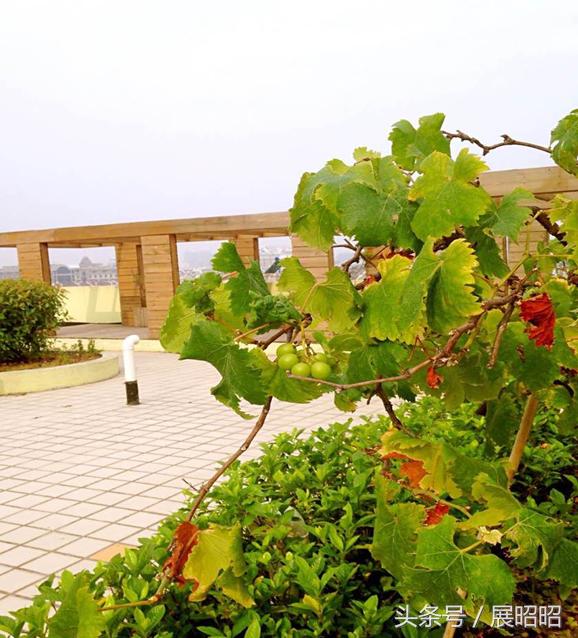 合肥南园小学和稻香村小学哪个好,合肥包河区南园学校