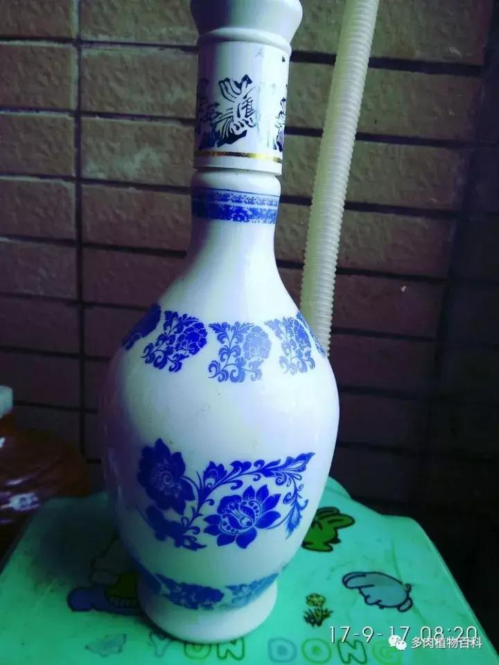 透明酒瓶种多肉怎么才好看,空酒瓶利用种多肉