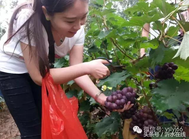 日照沂水三日游,苏杭三日游沂水团价