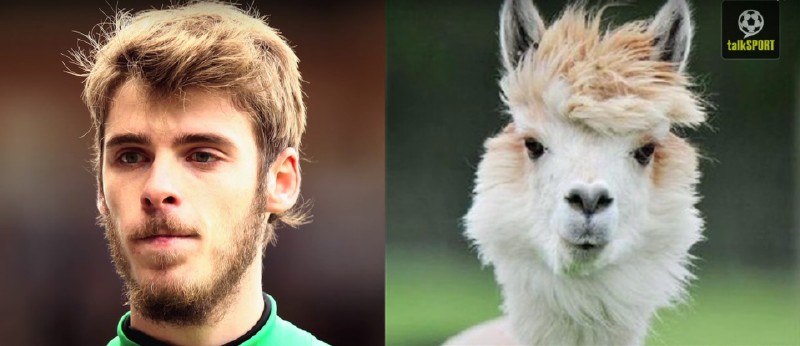 太像了！太像了！你喜欢的足球运动员像什么动物？