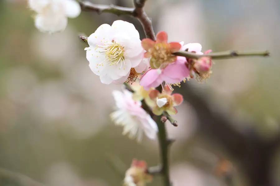南京十大赏花胜地,南京玄武湖春季赏花攻略请收好
