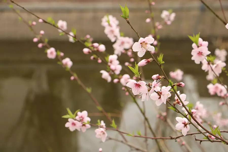 南京十大赏花胜地,南京玄武湖春季赏花攻略请收好