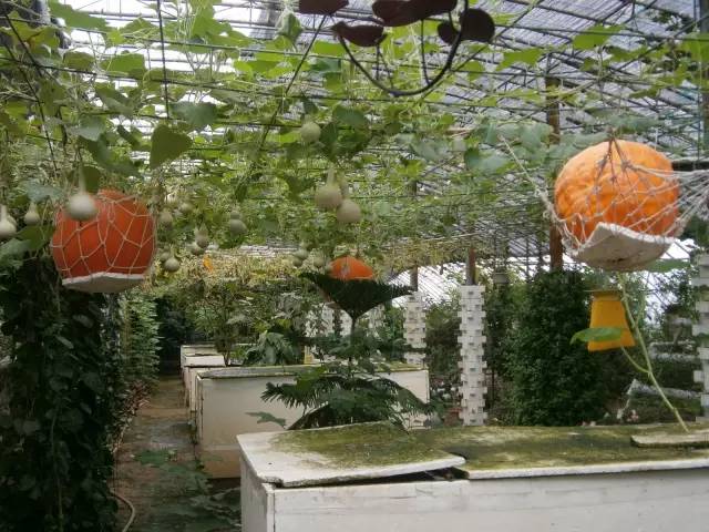 乳山大秧歌历史渊源,乳山旱稻