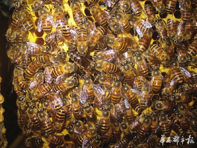 舌尖上的甜蜜探馆,舌尖上的甜蜜