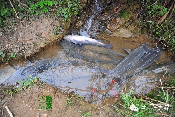 钓了8小时鱼塘老板哭了,黑坑老板被钓鱼人打崩溃