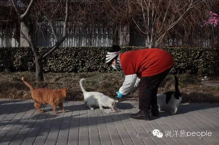 老北京胡同里的猫咪,地坛公园里的流浪猫