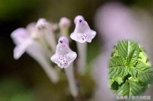 烧仙草还是龟苓膏好吃,烧仙草为啥叫烧仙草龟苓膏