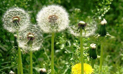 哪些中药能治疗心肌缺血,哪些中药能治疗肺炎