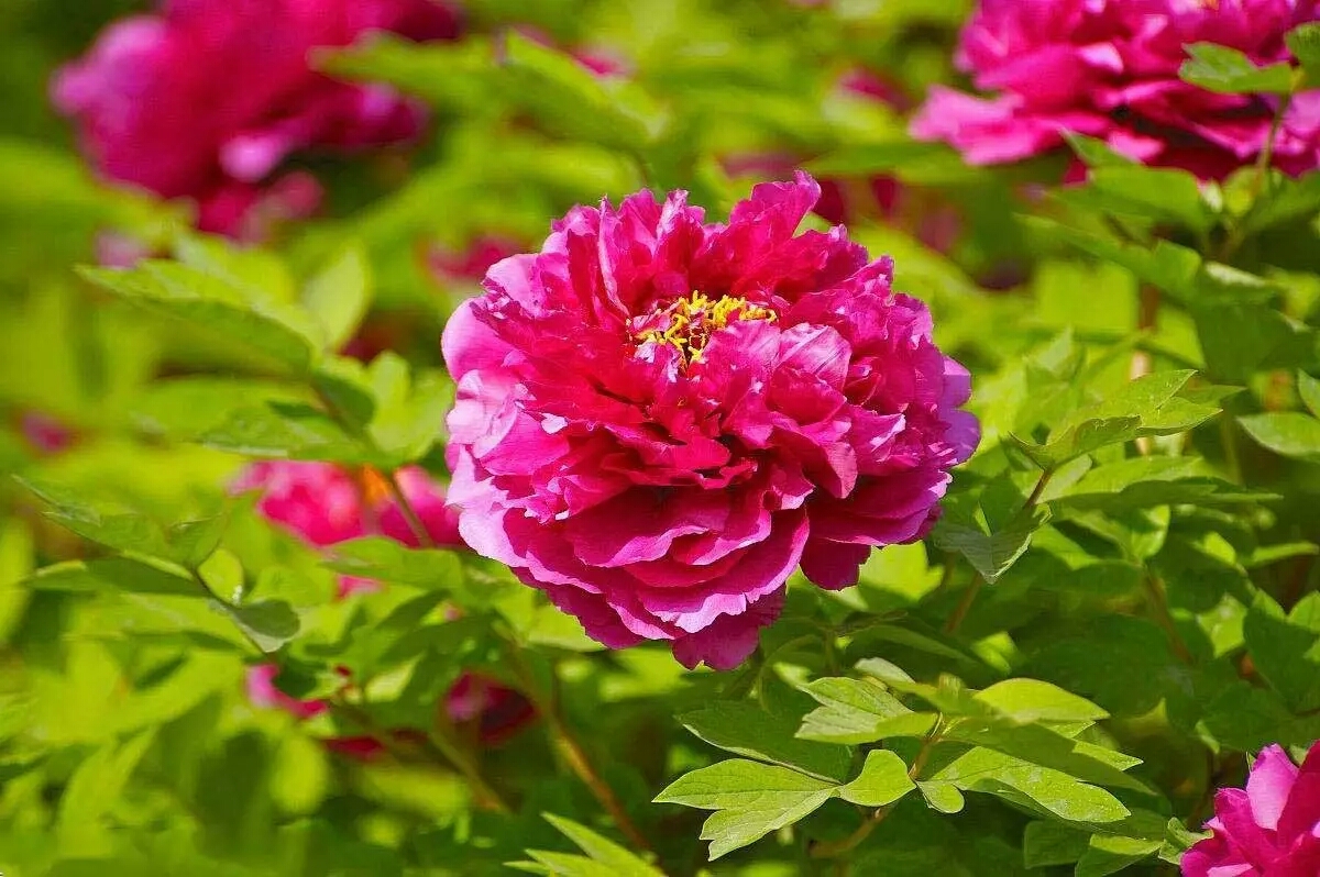 各国的国花都是什么花,不同国家的国花及其象征意义