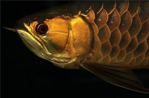 龙鱼挑食龙鱼拒食全攻略,龙鱼换季趴缸拒食怎么解决