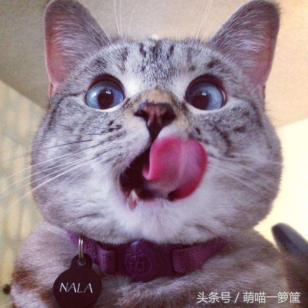 怎样才能判断出猫咪的性格,这几点决定猫咪的性格