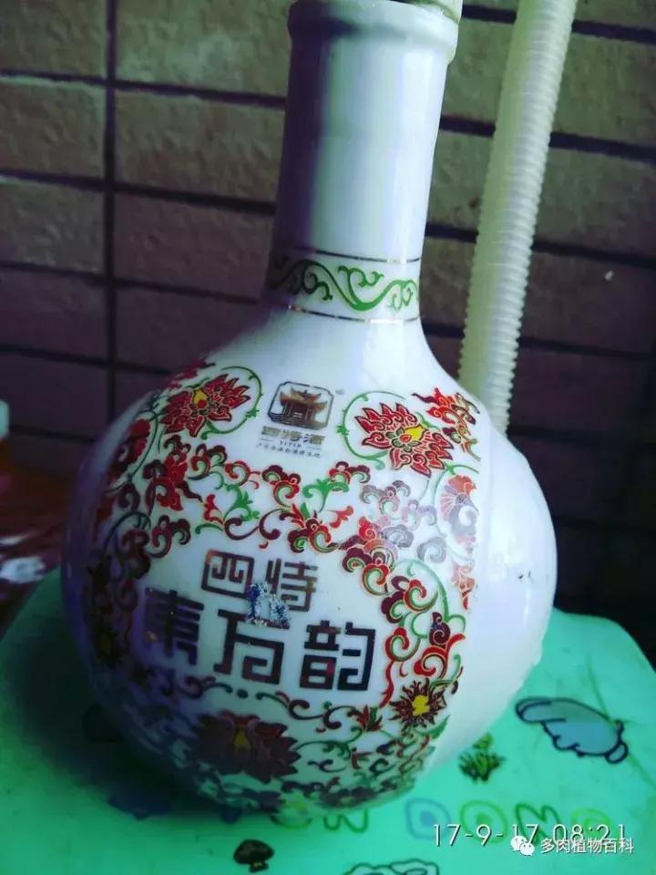 透明酒瓶种多肉怎么才好看,空酒瓶利用种多肉