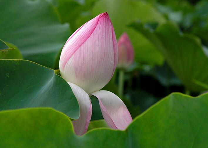 如何树立领导者的权威建议收藏,领导者的威信是如何树立的呢