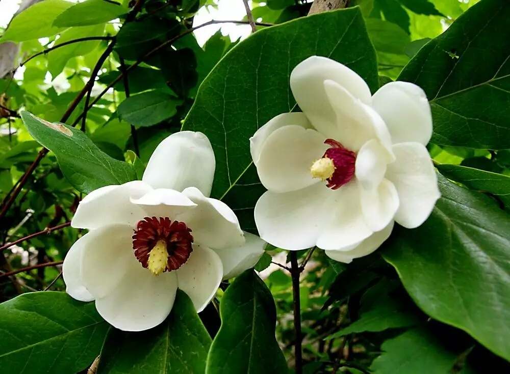 各国的国花有哪些,各国的国花及其象征意义