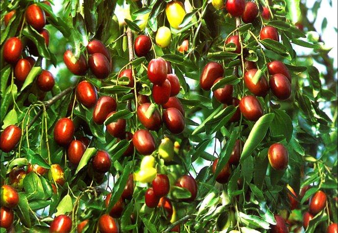 蓝枣的营养价值及功效,拐子枣的营养价值及功效