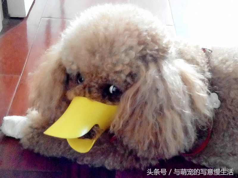 带上狗狗去旅行，“犬行天下”时带些什么装备好？