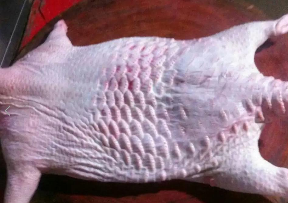 豪猪养殖骗局血本无归视频,福建豪猪养殖骗局曝光