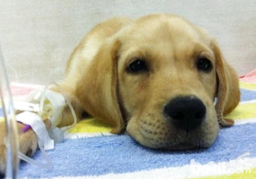 狗狗生病应该吃的小药,狗狗生病了要不要打扰它