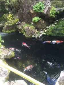 碉堡｜日本关西深度游最详细攻略！体验全日本最美的小渔村，吃嗨