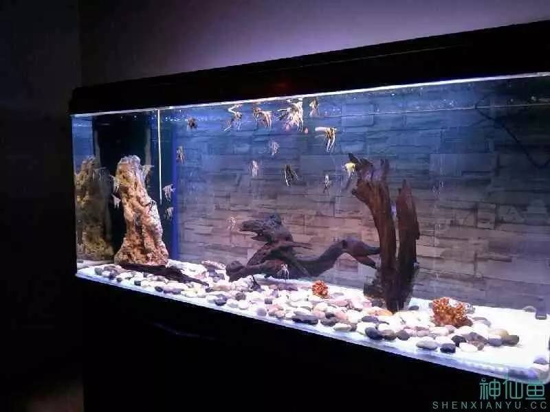 新手治鱼病,治疗鱼病的药物