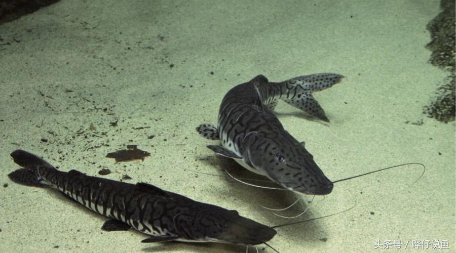 盘点鱼缸里罕见的七大怪兽，够胆你就养一条！