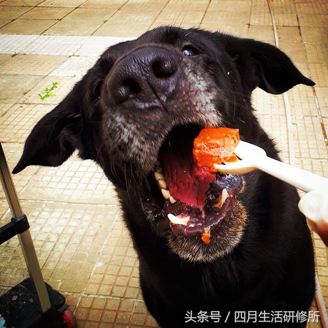 家有毛孩子｜老司机说不买齐这些甭养狗