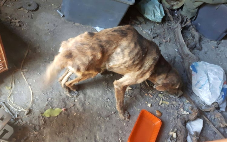 流浪狗长期遭人虐待,流浪狗惨遭虐待救助