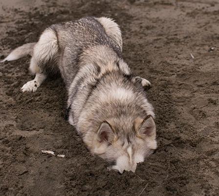 狗狗的日常护理与驯养内容简介,狗狗秋季护理常识