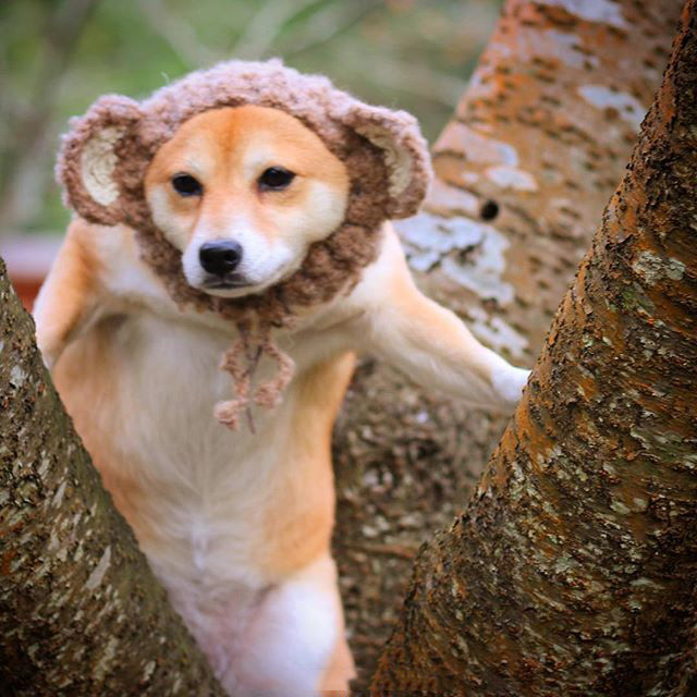 狗狗的日常护理与驯养内容简介,狗狗秋季护理常识