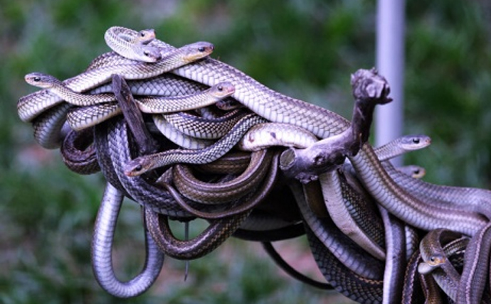 民间故事生蛇胎全集,民间故事结婚生孩子