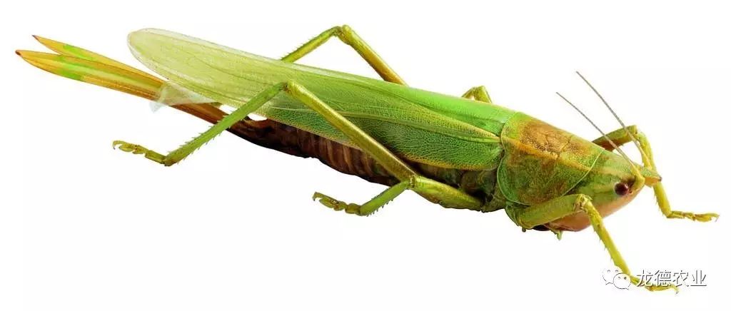 龙鱼吃的鱼叫什么,龙鱼吃个头差不多的鱼