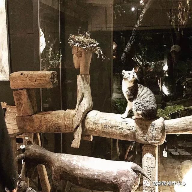 张信哲捡破烂开飞机,张信哲养的宠物