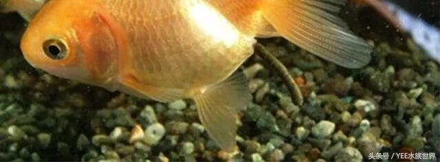 被人说是屎怎么反驳,被说金鱼什么意思