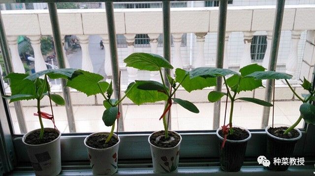 黄瓜种菜技巧和方法,黄瓜烂根怎么治理