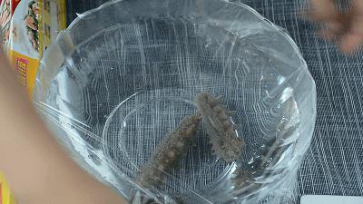 海参真实的营养价值,专家揭秘海参的真实营养价值