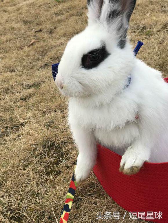 宠物兔喂草还用喝水吗,宠物兔喝水视频
