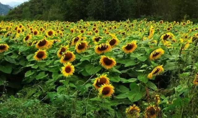 十一去哪玩划算 (十一最适合去哪里玩)