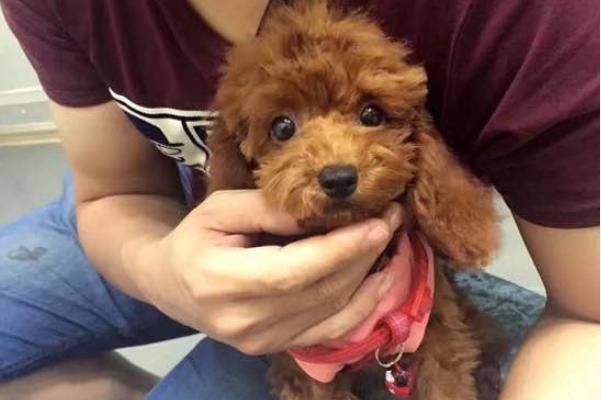 失踪的泰迪,泰迪失踪了怎么办