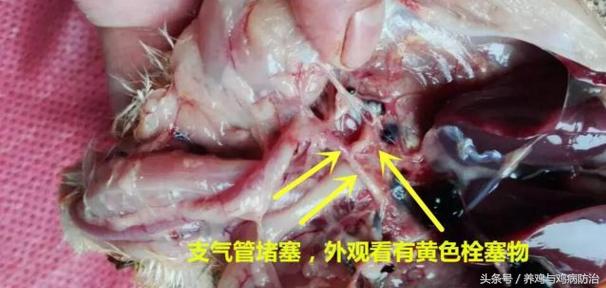 散养鸡支气管堵塞,养鸡堵肺