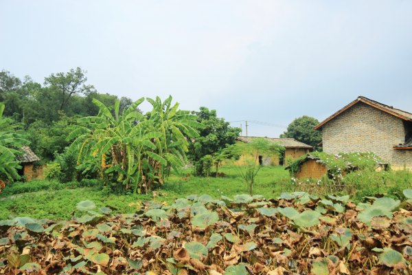 横县茉莉花之乡中华茉莉园,欢迎来到广西横县茉莉花之乡