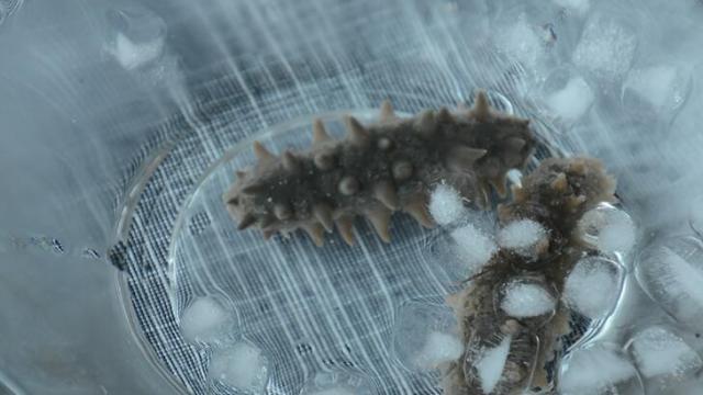 海参真实的营养价值,专家揭秘海参的真实营养价值