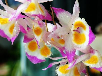 炒鸡蛋放什么炒最好吃,什么菜最适合炒鸡蛋