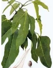 专治便秘的十种草药,便秘吃什么中草药通便快