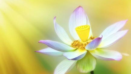 新生儿黄疸300多需要吃药吗,新生儿黄疸偏高需要吃药吗